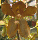 Grammatophyllum elegans
